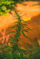 Wild agricultural hemp grows in the countryside photo