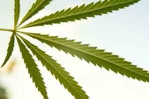 big leaf of cannabis on a white background photo