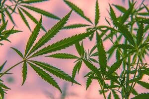 beautiful cannabis leaf on pink background. Close-up photo