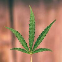 Cannabis leaf on an orange background. Close-up. photo