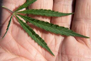 a leaf of cannabis lies in the palm of your hand photo