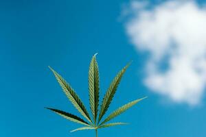 beautiful green cannabis leaf against blue sky photo