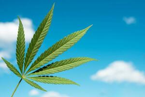 beautiful green cannabis leaf against blue sky photo
