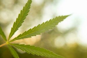 large leaf of cannabis on a green background photo