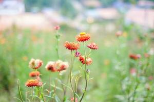 Straw flower , Everlasting Daisy , Paper Daisy, Strawflowers. Helichrysum bracteatum, Prunus cerasoides Everlasting Straw flower in Thailand . The beautiful scenery of the Straw flower blossoms. photo