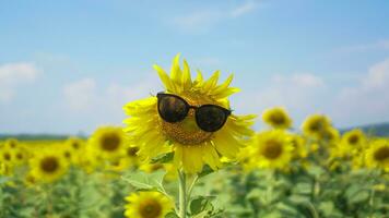 Close up Sunflower field natural background. Sunflower wearing black sunglasses with blue sky background photo
