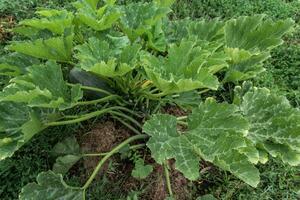 Green zucchini grows on a garden bed. photo