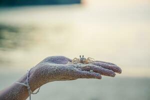 Close up small crab walking in a person's hands at the ocean photo