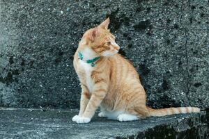 de cerca de jengibre gato sentado en hormigón escaleras. gato en mojado hormigón camino. foto