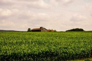 a farm in the middle of a corn field photo