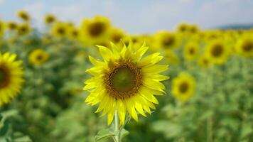 Close up Sunflower field natural background. photo