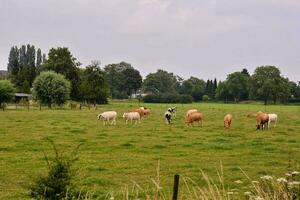 cows in a field photo