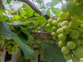 close up of green grapes in the home garden. for green grapes background photo