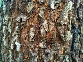 el patrón de corteza es una textura transparente del árbol. para trabajos de madera de fondo, corteza de madera dura marrón, madera dura de corteza gruesa, madera para casas residenciales. naturaleza, tronco, árbol, corteza, madera dura, tronco, árbol, tronco foto
