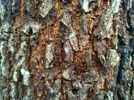 el patrón de corteza es una textura transparente del árbol. para trabajos de madera de fondo, corteza de madera dura marrón, madera dura de corteza gruesa, madera para casas residenciales. naturaleza, tronco, árbol, corteza, madera dura, tronco, árbol, tronco foto