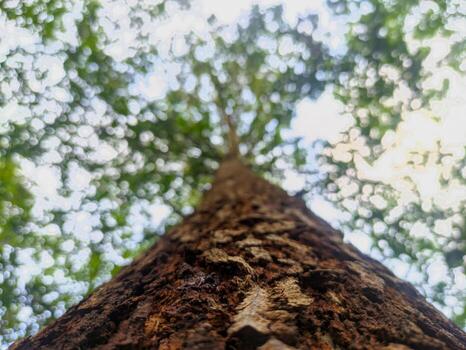 blurred image of big tree trunk with texture pattern. Close-up bottom view of the tree trunk in Indonesia.Selective focus at tree trunk. photo