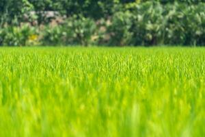 Close up to the beautiful Green paddy rice field from drone view for background. photo