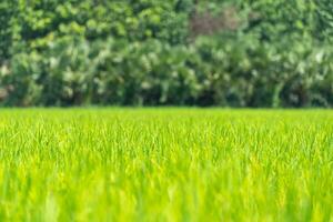 Close up to the beautiful Green paddy rice field from drone view for background. photo