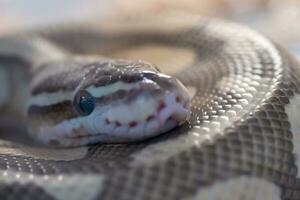 head of yellow - brown snake with big eye on it body. photo