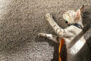 On the rug that was placed on the wood floor, the gray and brown kitten cat was sleeping in the shadow of the sunlight. photo