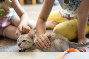 Two children are patting a little light brown cat, laying on floor, in a living room. The cat staring at the corner of the picture. photo