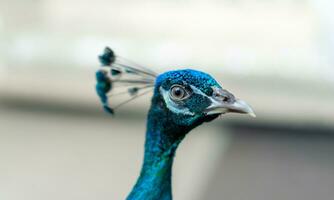 cerca arriba de un brillante pavo real cabeza. pavos reales son además pensamiento a traer bueno suerte y fortuna. eso además apoyos amor y felicidad asuntos. foto