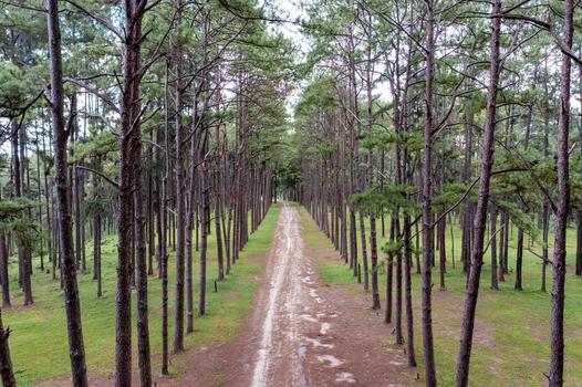 Pine trees grow nice and tidy in lines with equal spaces between lines in the pine trees forest. photo