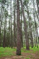 Pine trees grow nice and tidy in lines with equal spaces between lines in the pine trees forest. photo