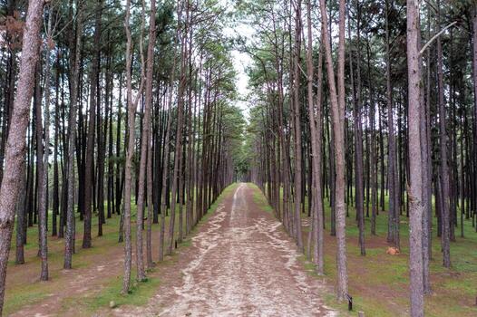 Pine trees grow nice and tidy in lines with equal spaces between lines in the pine trees forest. photo