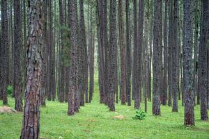 Pine trees grow nice and tidy in lines with equal spaces between lines in the pine trees forest. photo