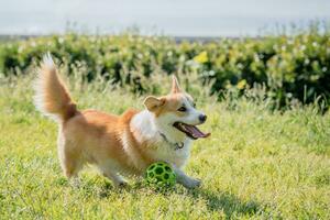 perro razas corgi caminando en el césped en el tarde con un pelota foto