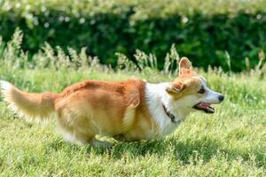 perro razas corgi carreras apagado en un caminar foto