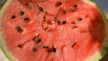 wasp eat juicy red fresh chopped watermelon video