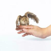 Close up of a light brown Indian pea perched on a human hand turned in the studio opposite a bright white background. photo