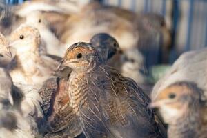 un grupo de coturnix vivido en un cría granja, esperado para el Derecha hora a vender. foto