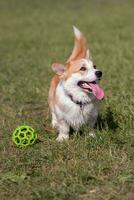 perro razas corgi caminando en el césped en el tarde con un pelota foto