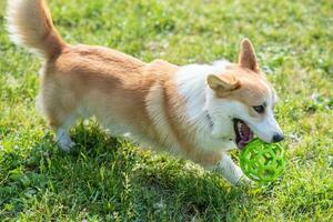 perro razas corgi caminando en el césped en el tarde con un pelota foto