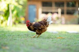 A brown Rhode Island Red half Australian chicken stands in a field of grass in front of a wooden house in the shadow of a tree. photo