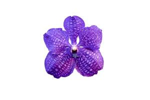 Phalaenopsis Blume, also known as moth orchids, is a precious violet purple blooming flower with a grid pattern on the petals that bloom all year. white background and clipping paths. photo