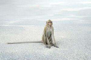 macaco, además conocido como el lopburi mono en tailandia porque eso es predominante a lo largo de lopburi, eso es apreciado a robar artículos desde turistas foto