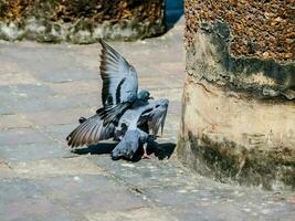 two pigeons are sitting on the ground near a pillar photo