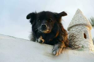 a black dog sitting on top of a wall photo