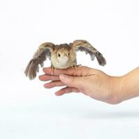 Close up of a light brown Indian pea perched on a human hand turned in the studio opposite a bright white background. photo