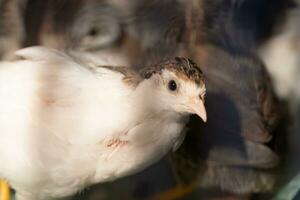 A group of Coturnix lived on a breeding farm, waited for the right time to sell. photo