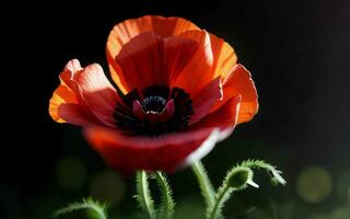 Stylized Red Poppy on Black Remembrance Day Symbol ai generated photo