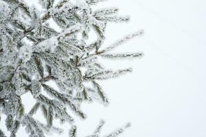 nieve mentiras en un Navidad árbol en el parque en invierno foto