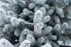 Spruce branches and needles in the snow. Close-up photo