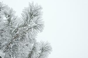 A pine paw is covered with fluffy snow in winter. photo