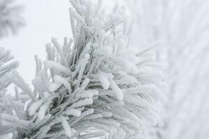 Pine branches and needles are covered with fluffy snow. Macro photo