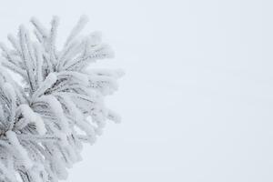 abeto ramas y agujas en el nieve. de cerca foto